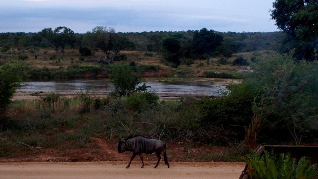 Tau @ Kruger Villa Marloth Park Rom bilde