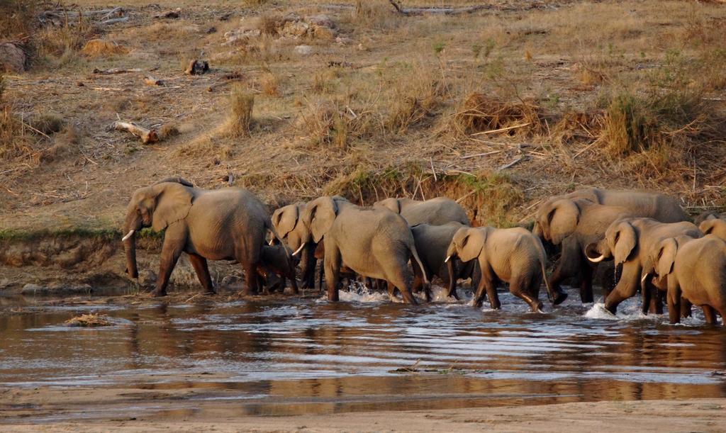 Tau @ Kruger Villa Marloth Park Rom bilde