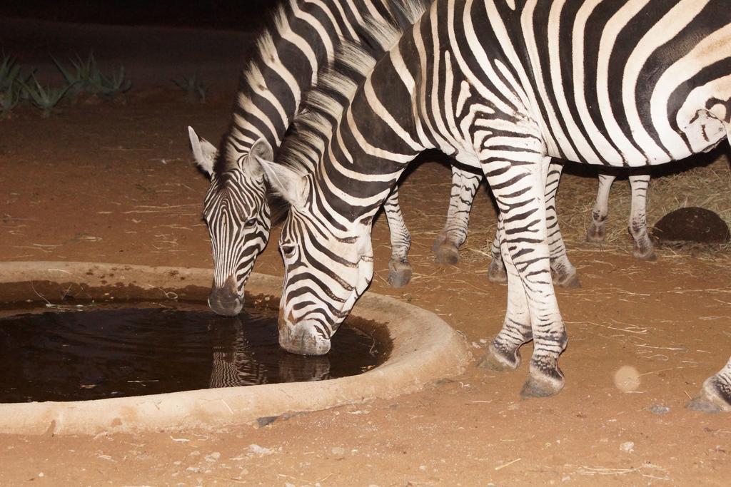 Tau @ Kruger Villa Marloth Park Eksteriør bilde