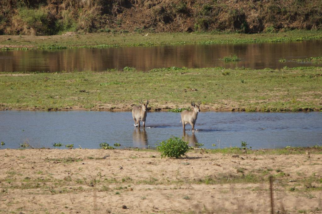 Tau @ Kruger Villa Marloth Park Eksteriør bilde