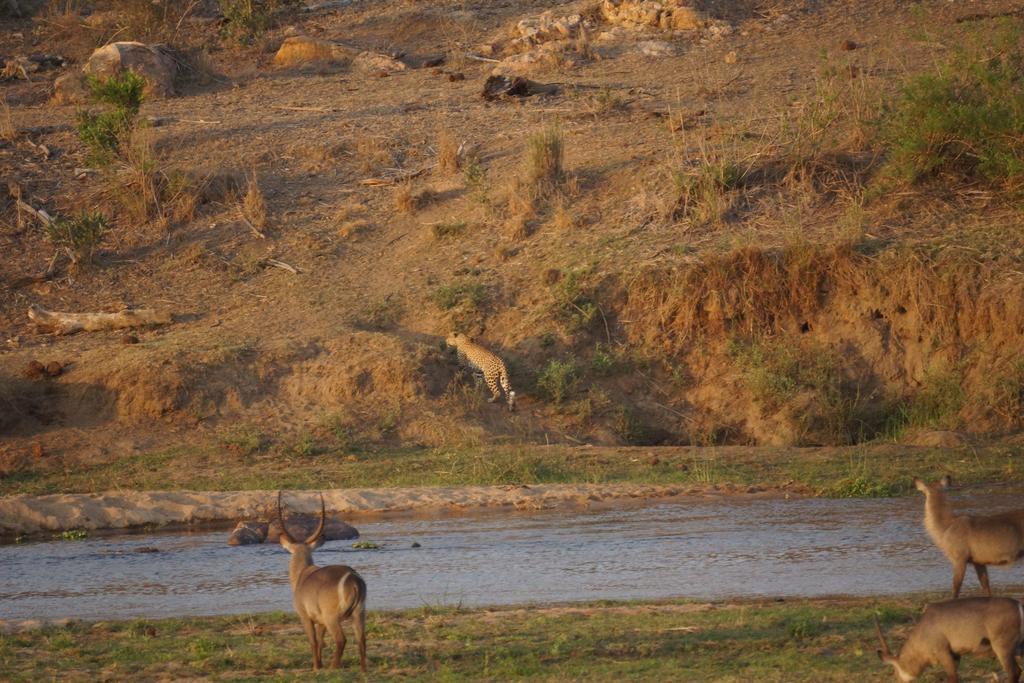 Tau @ Kruger Villa Marloth Park Eksteriør bilde