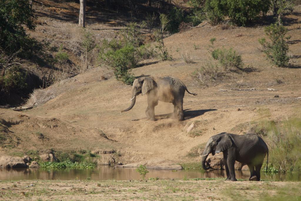 Tau @ Kruger Villa Marloth Park Eksteriør bilde
